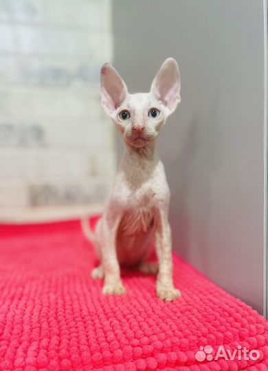 Корниш-рекс котик разноглазый