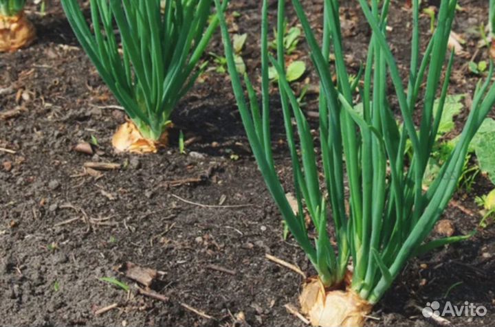 Лук семейный квочка