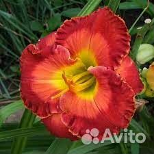 Сортовые лилейники