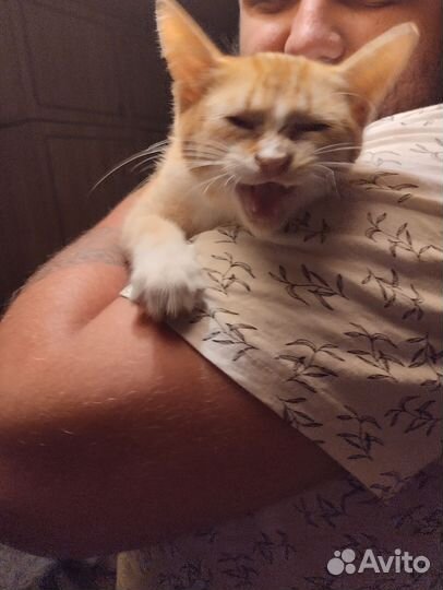 Рыжий котенок