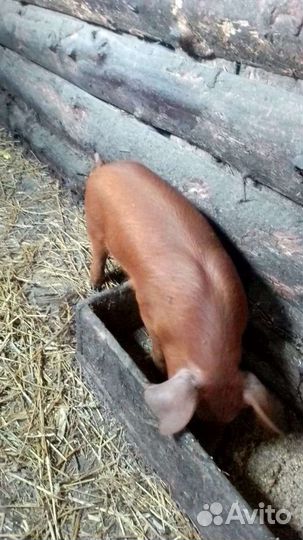 Поросята дюрок