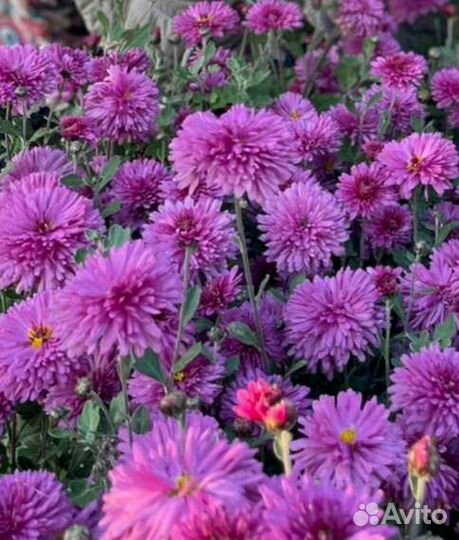 Садовые цветы