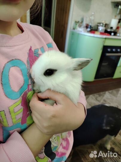 Декоративные кролики