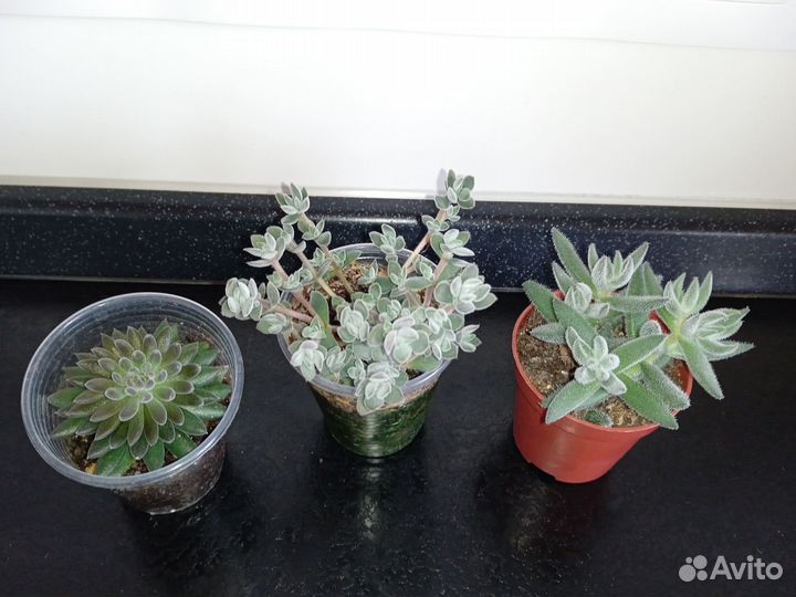 Суккуленты разные