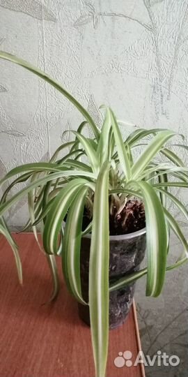 Хлорофитум кудрявый