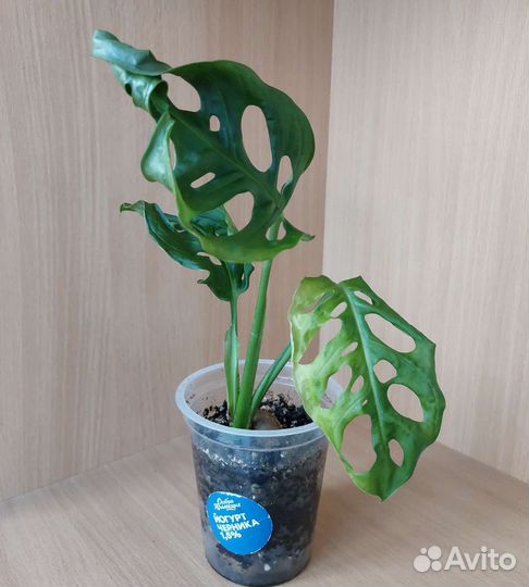 Монстера Манки