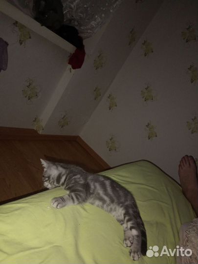 Шотландская