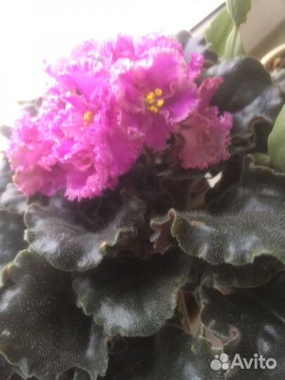 Комнатные цветы фиалки