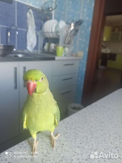 Ожереловый попугай с клеткой