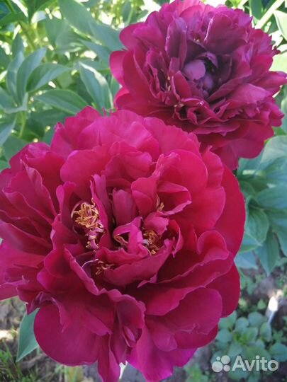 Пионы сортовые