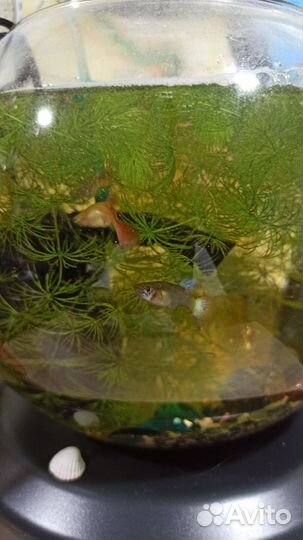 Аквариум с рыбками