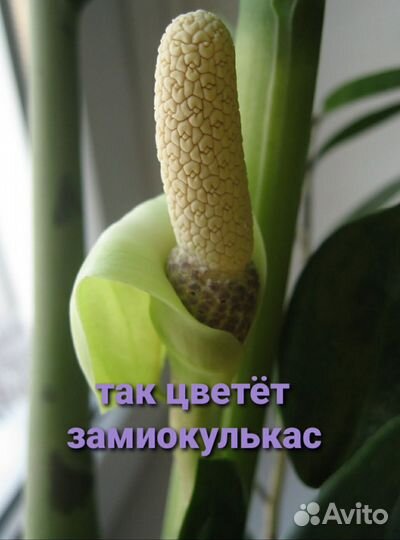 Замиокулькас