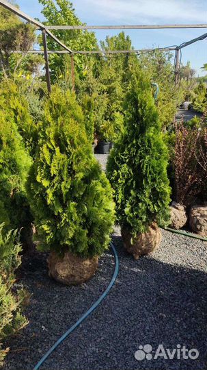 Туя смарагд