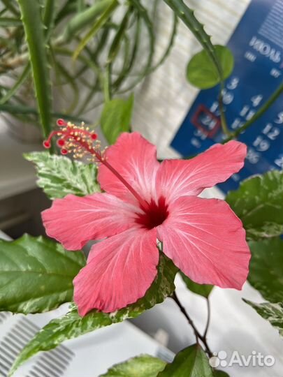 Гибискус китайская роза