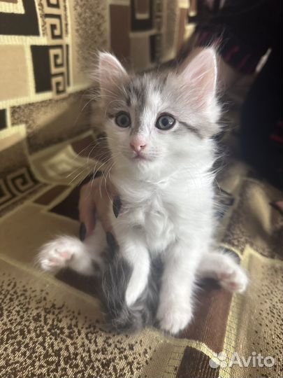 Котенок в дар бесплатно