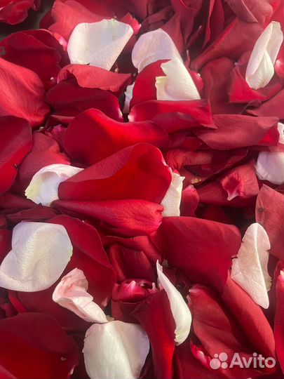 Лепестки роз в наличие