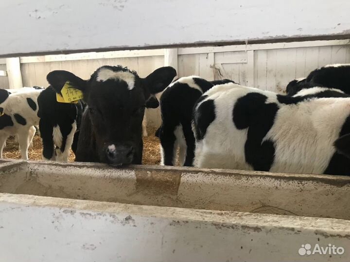 Телята и бычки