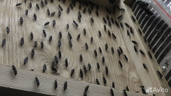 Черная львинка-опарыш