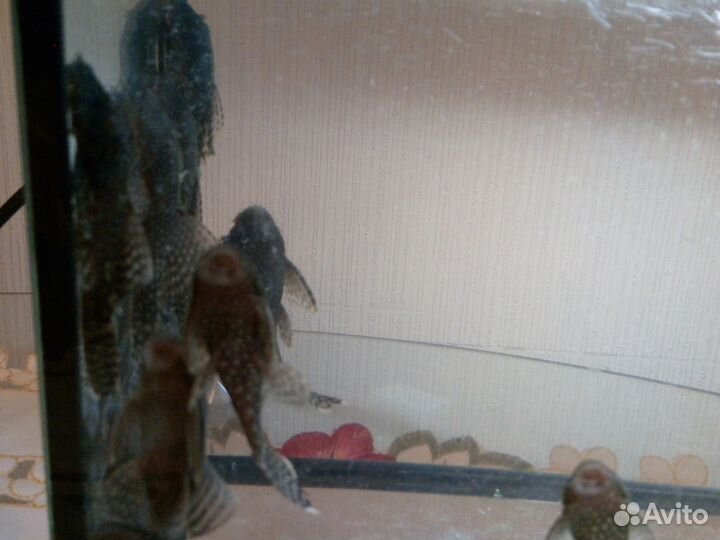 Аквариум 60 литров