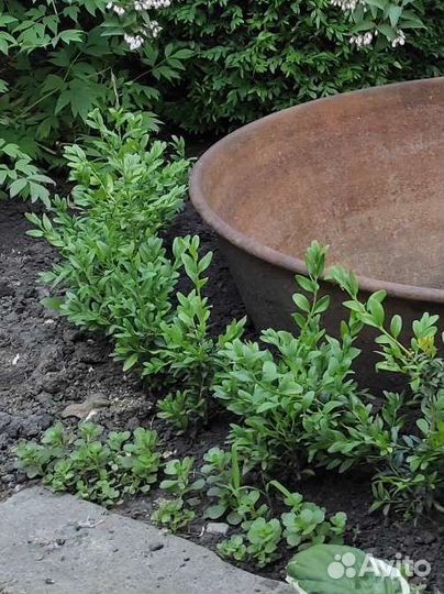 Самшит вечнозелёный