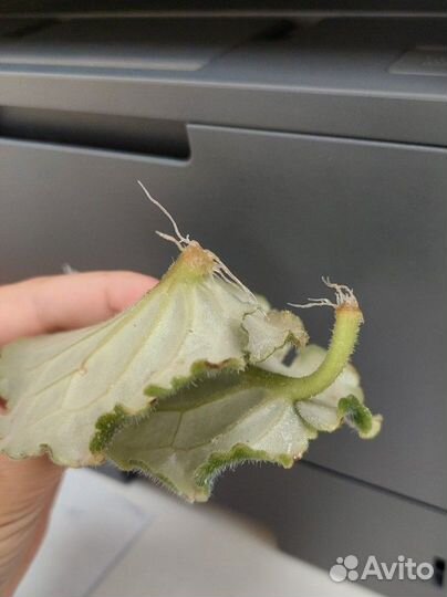 Укорененные листочки фиалки