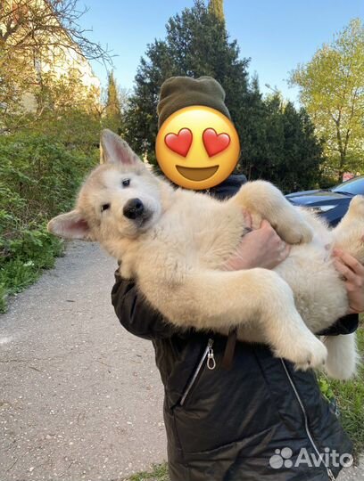 Маламутики