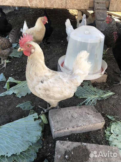 Куры несушки