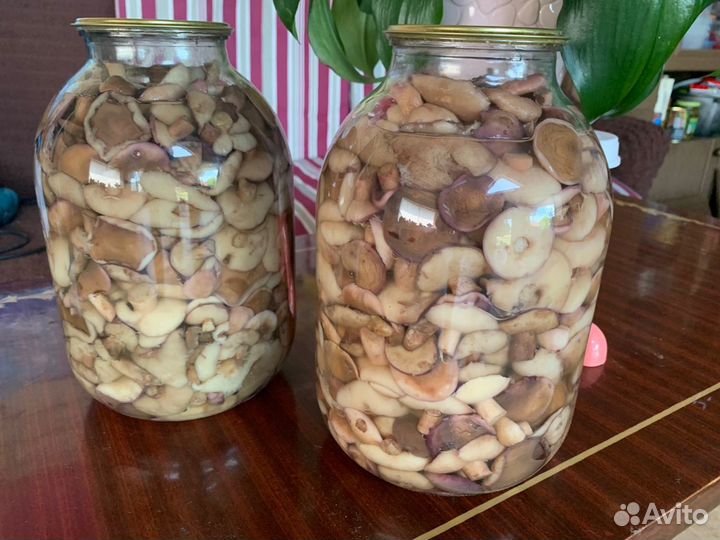 Грибы маслята маринованные