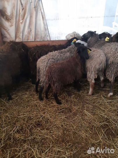 Овцы бараны