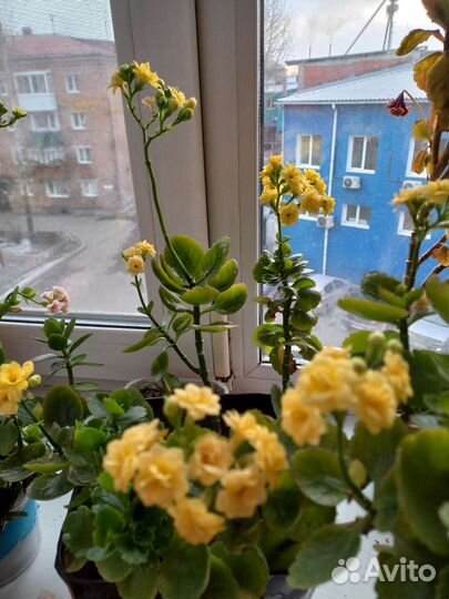 Каланхоэ цветущий