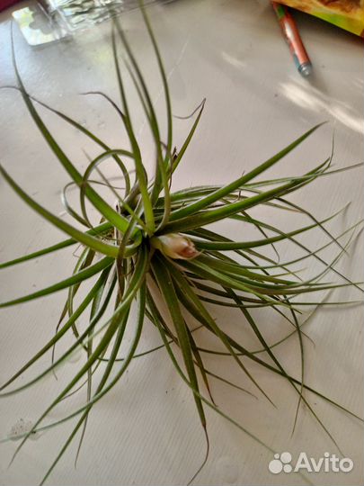 Теландсия атмосферный цветок