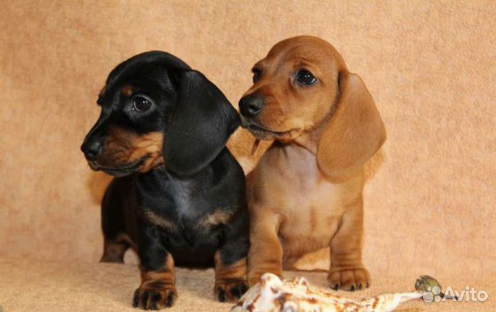 Таксы и другие породы