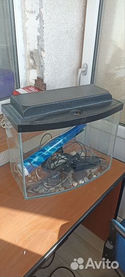 Аквариумные рыбки