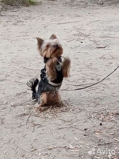 Выгул и дрессировка собак