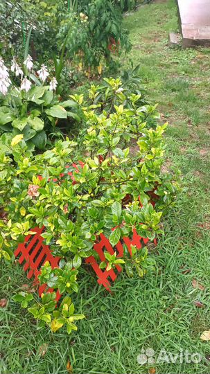 Гардения махровая