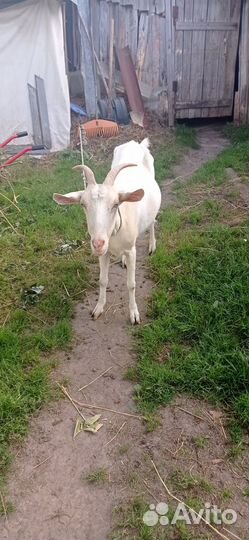 Продаю козу