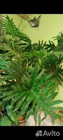 Филодендрон селло