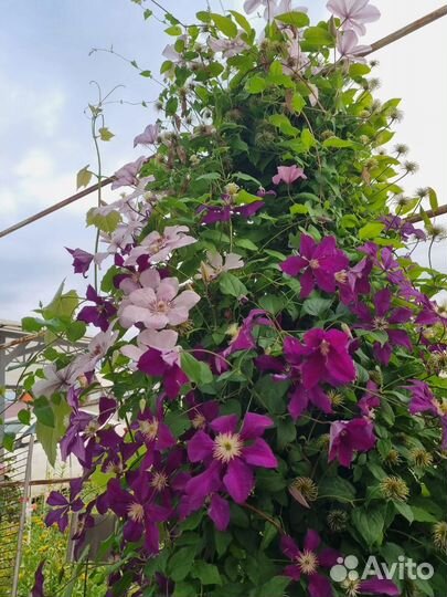 Клематисы