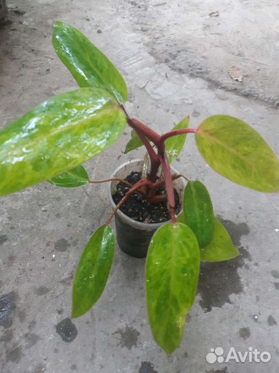 Филодендрон медуза