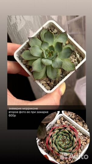 Суккуленты 1
