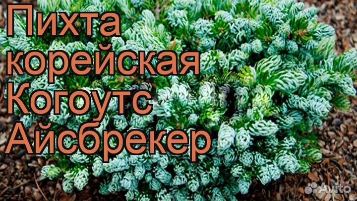 Пихта айсбрекер