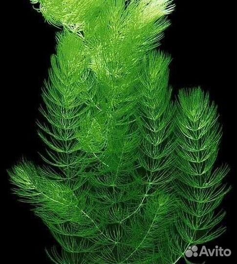 Роголистник