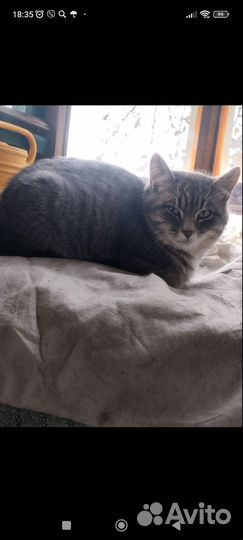 Кошки и котики