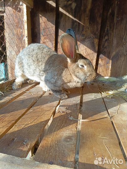 Самки кролихи