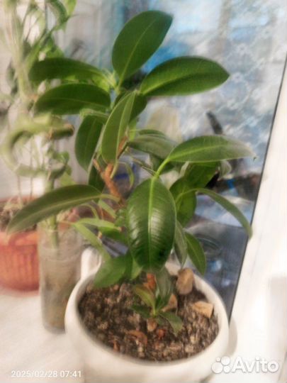 Комнатные цветы