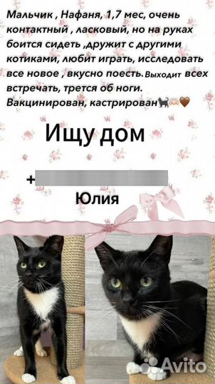 Котик ищет дом