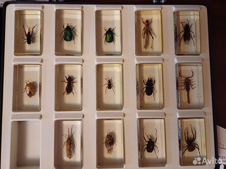 Коллекция Насекомые и их знакомые