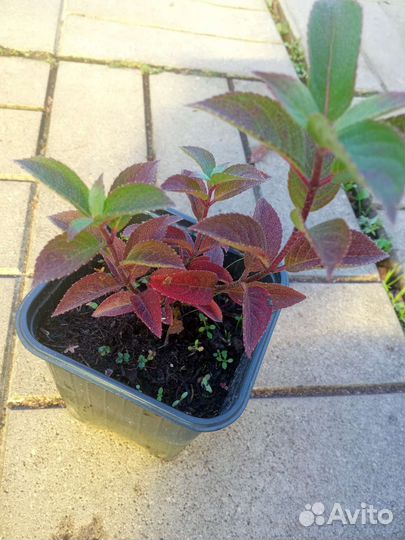 Гортензия Самарская Лидия