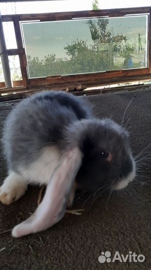 Французские бараны