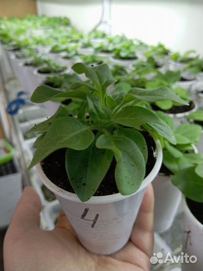 Рассада петунии